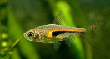 三角灯鱼是什么鱼（大三角灯鱼有攻击性吗）