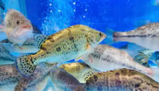 鳜鱼是淡水还是海水（鳜鱼自来水能养活吗）