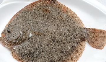 多宝鱼是淡水鱼还是海鱼（多宝鱼是什么档次的鱼）