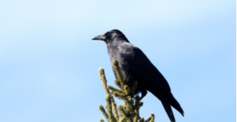 世界上寿命最短的鸟类（鸟中智商最高的鸟前十名）