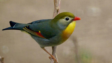 鸟类的食物链（动物食物链有哪些）