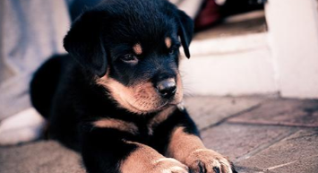 狗狗大便软有血丝（狗狗呕吐带血粘液）