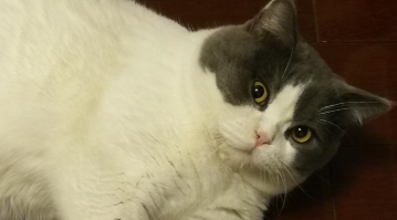 猫咪知道自己的名字么（猫咪知道自己被凶了吗）