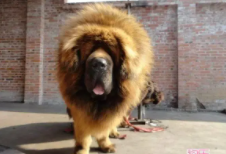 铁包金藏獒多少钱（金色藏獒）