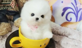 最小的狗 茶杯犬多重（与茶杯犬差不多大小的狗）