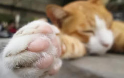 猫出汗的部位是哪里（猫咪皮肤上有汗腺吗）