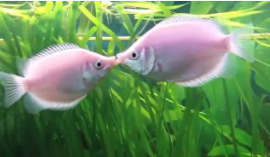 接吻鱼的介绍（接吻鱼学名叫什么）