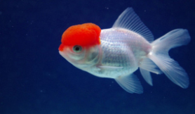 顶红金鱼怎么养（顶红金鱼养殖密度）