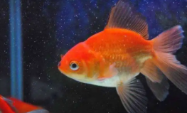 金鱼的体长和全长的区别（金鱼成鱼的体长）