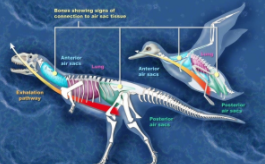 鸟类的进化历程（演化和进化的区别）