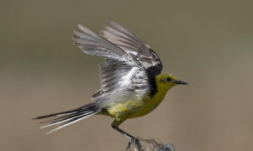 鸟类最明显的特征（鸟类有哪些共同特征）