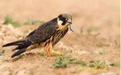 鸟类的基本特征（写一种鸟的特点30字）