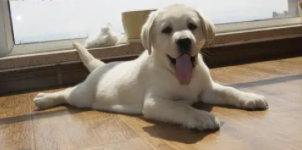 拉布拉多犬说明文作文450（拉布拉多的说明文）