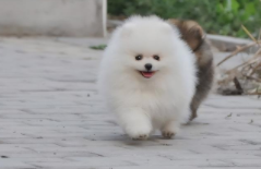 博美是狐狸犬的一种么（狐狸犬和博美的区别）