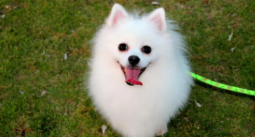 博美狗吃了一点菠萝有没有事（博美不小心吃了葡萄怎么办）