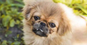 京巴犬凶不凶（京巴一直在凶我）