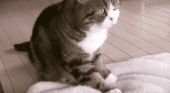 猫咪踩奶是什么意思（猫咪一般对谁踩奶）