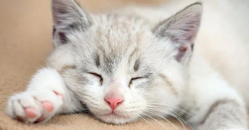 猫咪知道主人爱它吗（猫咪对主人有感情吗）