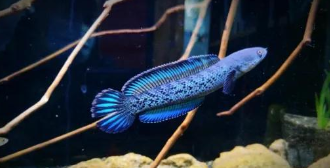 七彩海象雷龙凶吗（雷龙鱼的种类分类）