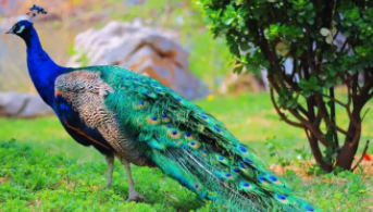 十大稀有孔雀（世界上最美孔雀）