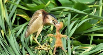 晚成鸟的鸟类有哪些（早成鸟与晚成鸟的区别）