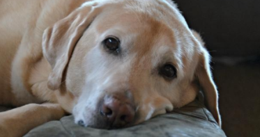 狗狗临终前的告别（小狗离世预示什么）