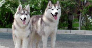 雪橇犬有几种犬（雪地犬的品种叫什么）