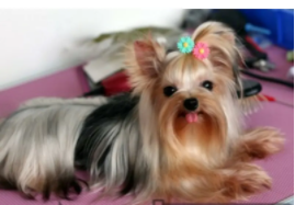 约克夏梗茶杯犬（约克夏银背和金背的价格）