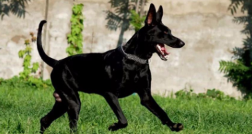 黑狼特点是什么（黑狼性格温顺么）