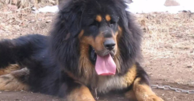 藏獒和野狼哪个厉害（藏獒是巨型犬吗）