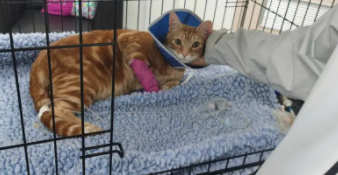 猫咪老想尿又尿不出来是咋回事了（猫尿不出尿的偏方）