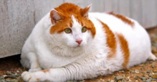 最容易发胖的五种猫（猫咪肥胖标准是什么）