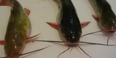 鲶鱼几个月长大（塘鲺脏还是鲶鱼脏）