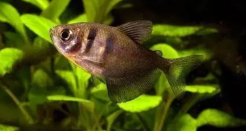 黑裙鱼多久喂一次（黑裙鱼吃什么）