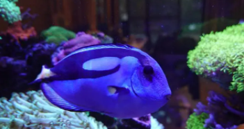 蓝吊为什么褪色（为啥蓝吊养着发白了）