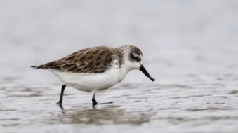 鹬鸟是什么鸟（有一种鸟叫鹬）