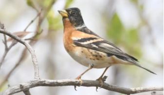 需要冬眠的鸟有哪些（哪种鸟冬眠）