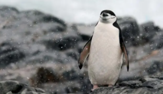 最耐寒的鸟类排名（耐寒动物排行）