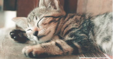 成年猫得猫瘟的症状（猫瘟是先吐还是先拉稀）