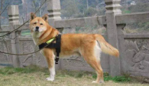 田园犬价格多少钱一只（中华田园犬的注意事项）