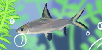 银鲨鱼品种介绍（红尾银鲨好看么）