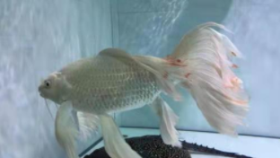 蝴蝶鲤一般养几条为佳（60cm鱼缸能养几条蝴蝶鲤）