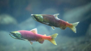 大马哈鱼分布（红大马哈鱼在哪里可以找到）