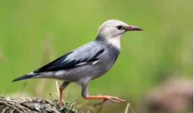 丝光椋鸟的品种分类（丝光椋鸟价位）