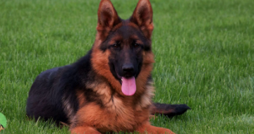 中国最好的长毛德牧犬品种（德牧犬品种细分）