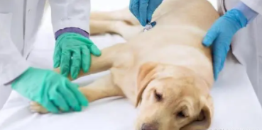 犬瘟可以通过空气传播吗（狗瘟会传染给人吗）