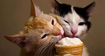 猫咪吃冰淇淋的好处（猫咪非常爱吃雪糕）