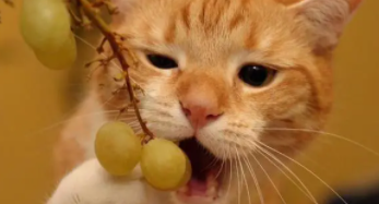 猫可以吃葡萄吗（猫咪吃多少葡萄会中毒）