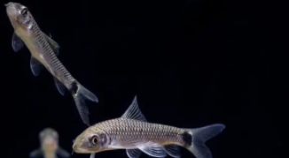 一线飞狐鱼介绍（一线飞狐鱼胡须红）