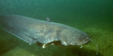 河中巨怪灭绝的哲罗鲑（哲罗鱼还有在世界上么）